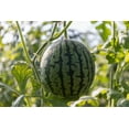 thumbnail image 2 of 5 Variety Packs Watermelon Seeds for MVR1&nbsp;Planting Melon Seeds Garden Non-GMO Heirloom Cantaloupe, Crimson Sweet Watermelon, Yellow Canary Melon, Green Flesh Honeydew Melon, Sugar Baby Watermelon, 2 of 3