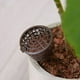 thumbnail image 5 of Cesta con tapa de fertilizante Matsuzay 10 Uds 2.8*5 cm café, 5 of 6