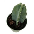 thumbnail image 2 of Cuddly Cactus - Cereus Jamacaru - 6" Pot, 2 of 2