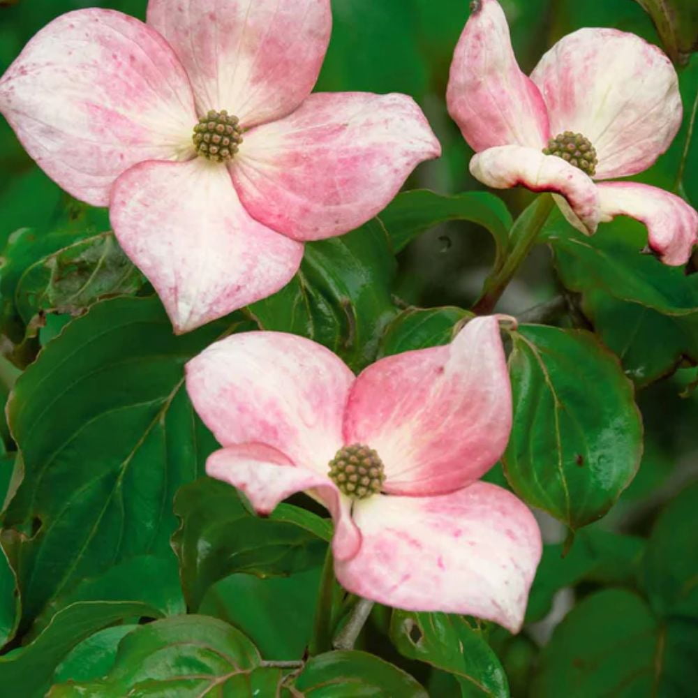 Expert Gardener 2-3 ft. Tall Pink Dogwood Live Tree in 3- Gallon Grower Pot