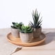 thumbnail image 4 of 3 uds suculentas artificiales/Cactus artificiales/plantas en macetas de cactus de simulación bonsái para el hogar decoración jardín verde, 4 of 5