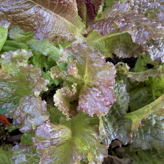 Red Velvet Leaf Lettuce Seeds - 1 g Packet ~850 Seeds - Non-GMO, Heirloom - Vegetable Garden - Lactuca sativa