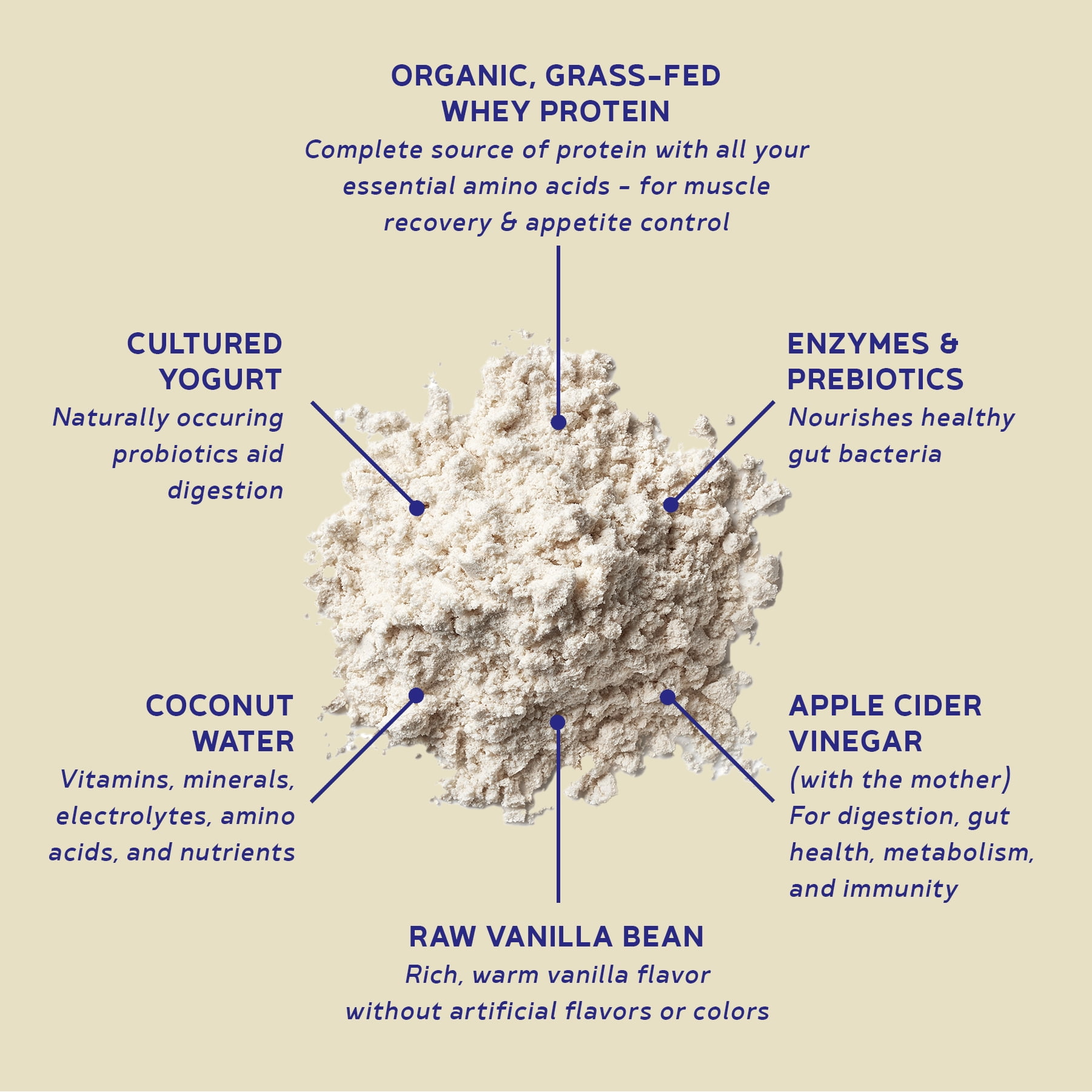 BBfL Vanilla Cream, 21g Protein, Grass-fed Whey Protein, Apple Cider Vinegar, 50mg Digestive Enzymes, No Seed Oils, No Gums, All in One Shake (15 Servings, Vanilla)
