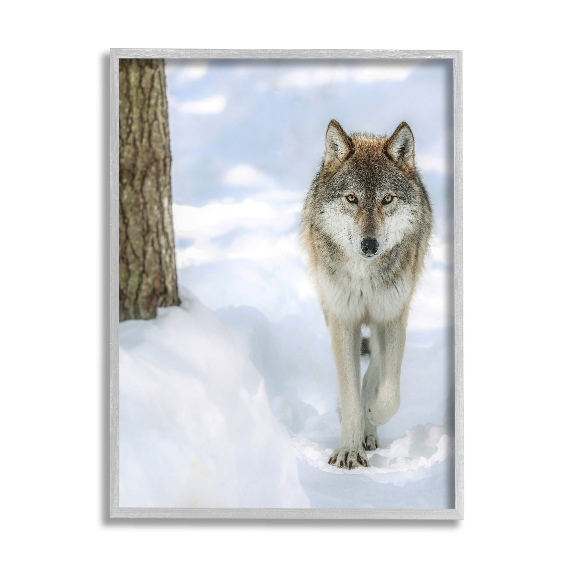 Stupell Industries Wild Wolf Winter Snow Photography Animals & Insects Photography Gray Framed Art Print Wall Art