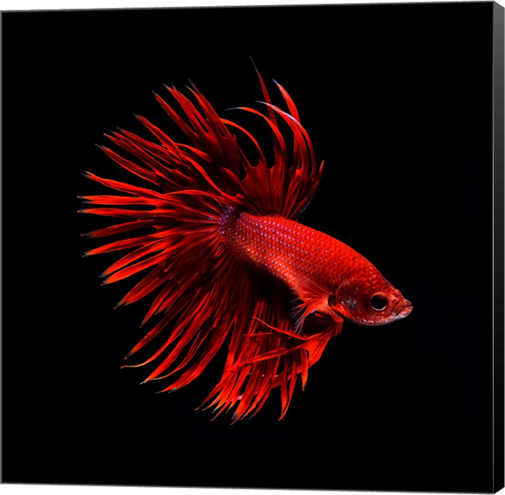 betta fish in walmart