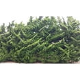 thumbnail image 6 of Hollywood Juniper - Juniperus Chinensis Torulosa - 12 Live Quart Size Trees - Drought Tolerant Cold Hardy Evergreen Plant, 6 of 9