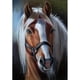 thumbnail image 3 of Cuadros Decorativos Kit de pintura de diamantes de imitación para manualidades, regalo de dibujo de diamante cuadrado completo de caballo de tigre cachorro Ehuebsd Nuevos Originales, 3 of 9