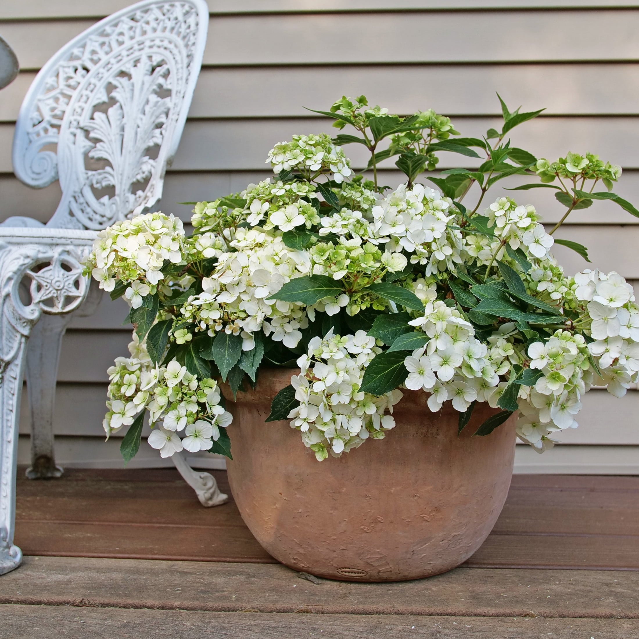 Proven Winners ColorChoice 5" Fairytrail White Cascade Hydrangea Live Plant in 4.5" Pot (4 Count)