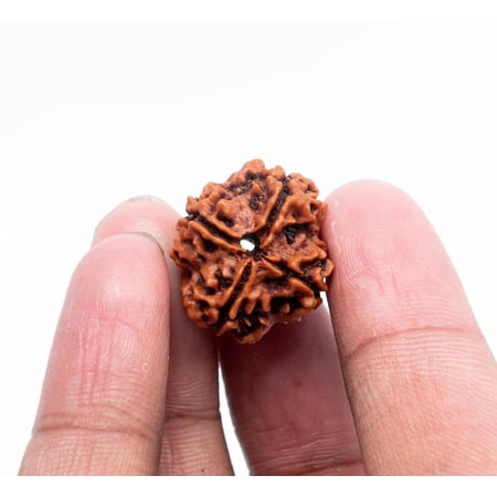 Navratan Gems Certified Authentic 4 Mukhi Nepali Rudraksha|Genuine Four-Faced Rudraksha Bead for Men & Women