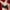 Black, variant on SMihono Caralush Bras for Older Women, No Underwire Lifting Bras Comfortable Adjustable Everyday Caralush Pushup Bra Pink XL