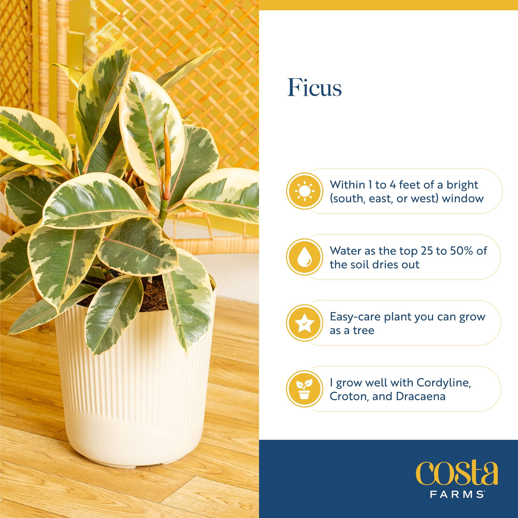Costa Farms 12" Ficus Grower's Choice Live Plant in 5" Grower Pot