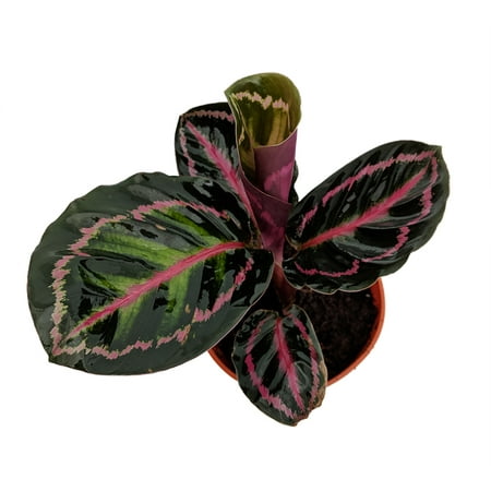 Rose Painted Prayer Plant - Calathea roseo-picta - Easy House Plant - 4