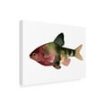 thumbnail image 2 of Trademark Fine Art 'Rainbow Fish IV' Canvas Art by Emma Scarvey, 2 of 4