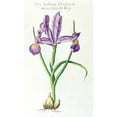 thumbnail image 3 of Morison, Robert 10x14 Black Modern Framed Museum Art Print Titled - Iris Bulbosa Luteo, 3 of 5