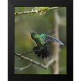 thumbnail image 2 of Fitzharris, Tim 12x14 Black Modern Framed Museum Art Print Titled - Green Crowned Brilliant Hummingbird, 2 of 5
