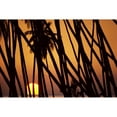 thumbnail image 2 of Hawaii, Molokai, Kapuaiwa Coconut Grove, Trees Silhouetted At Sunset Poster Print (19 x 12), 2 of 4
