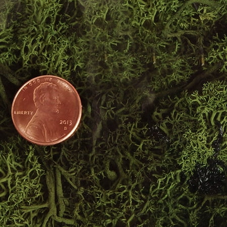 - Forest Preserved Reindeer Moss 3 Lb. by Paper Mart