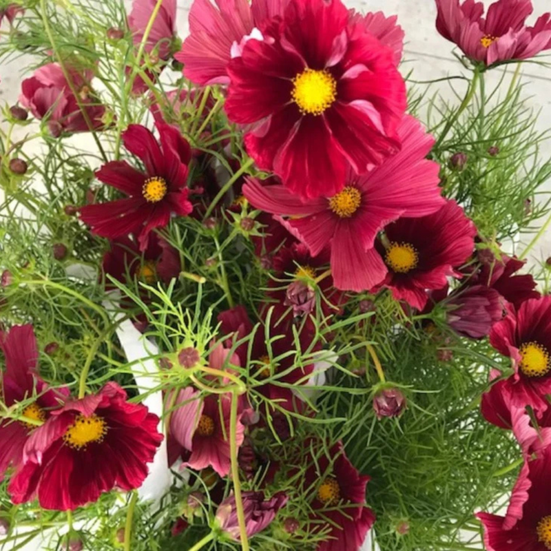 50 Red Rubenza' Cosmos Seeds Flower Seeds