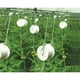 thumbnail image 2 of de 12 pinzas de gancho para tomates de jardinería para plantar cerezas, 2 of 9