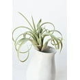 thumbnail image 5 of 8" Faux Green/Gray Tillandsia Succulent Pick, 5 of 6