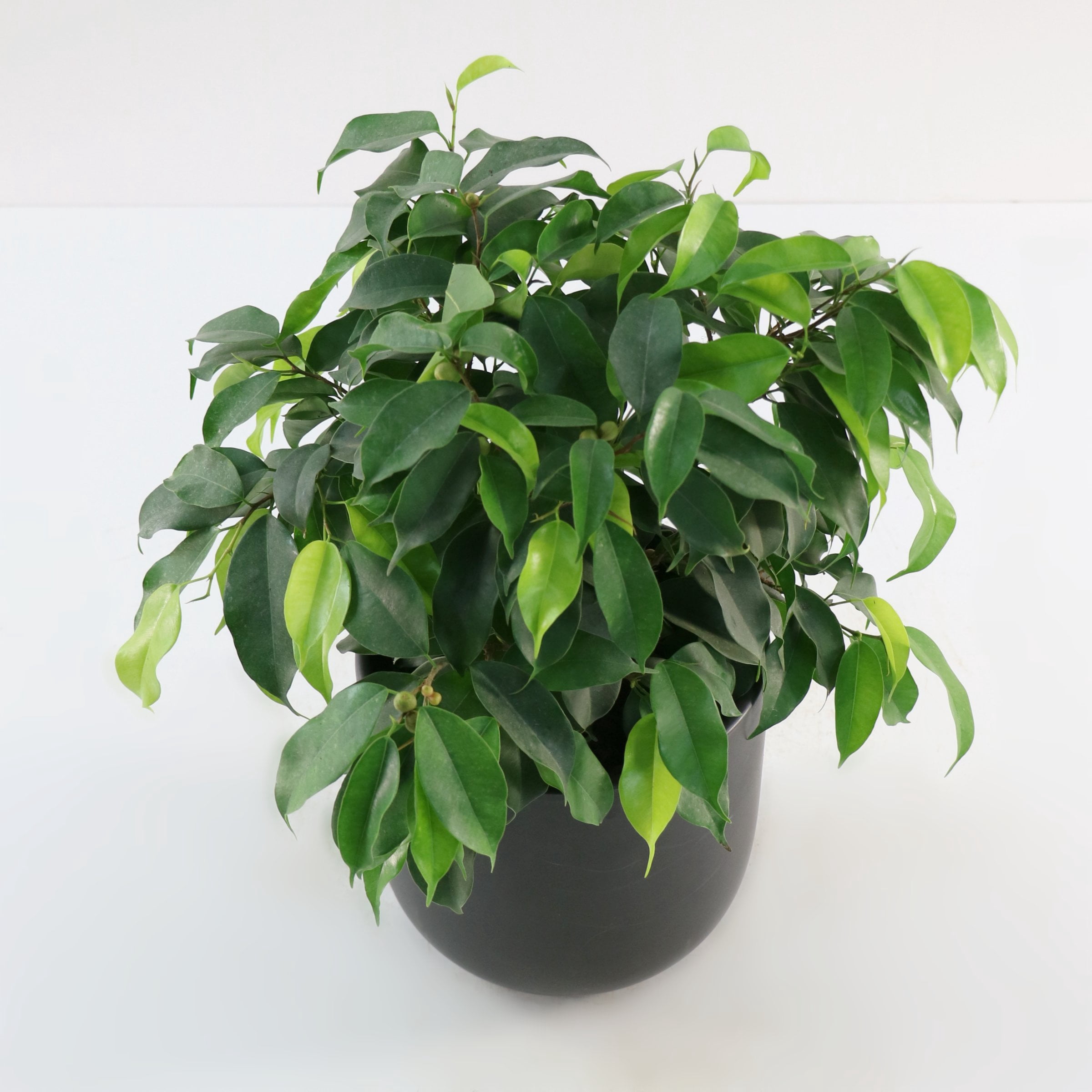 6 in. Ficus Spire Plant in Grower Container