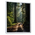 thumbnail image 2 of Designart "Canada Cathedral Grove Calm" Canada Floater Framed Canvas Print, 2 of 7