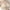 Khaki, variant on 2025 Summer Savings! Bras for Womens,loopsun Woman's Embroidered Glossy Comfortable Breathable Bra Underwear No Rims