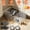 white, variant on Zorpupoa 2 Pack Reusable Humane Catch and Release Live Mouse Traps Automatic Continuous Trapping Rust-Resistant Galvanized Iron for Home Garage Garden