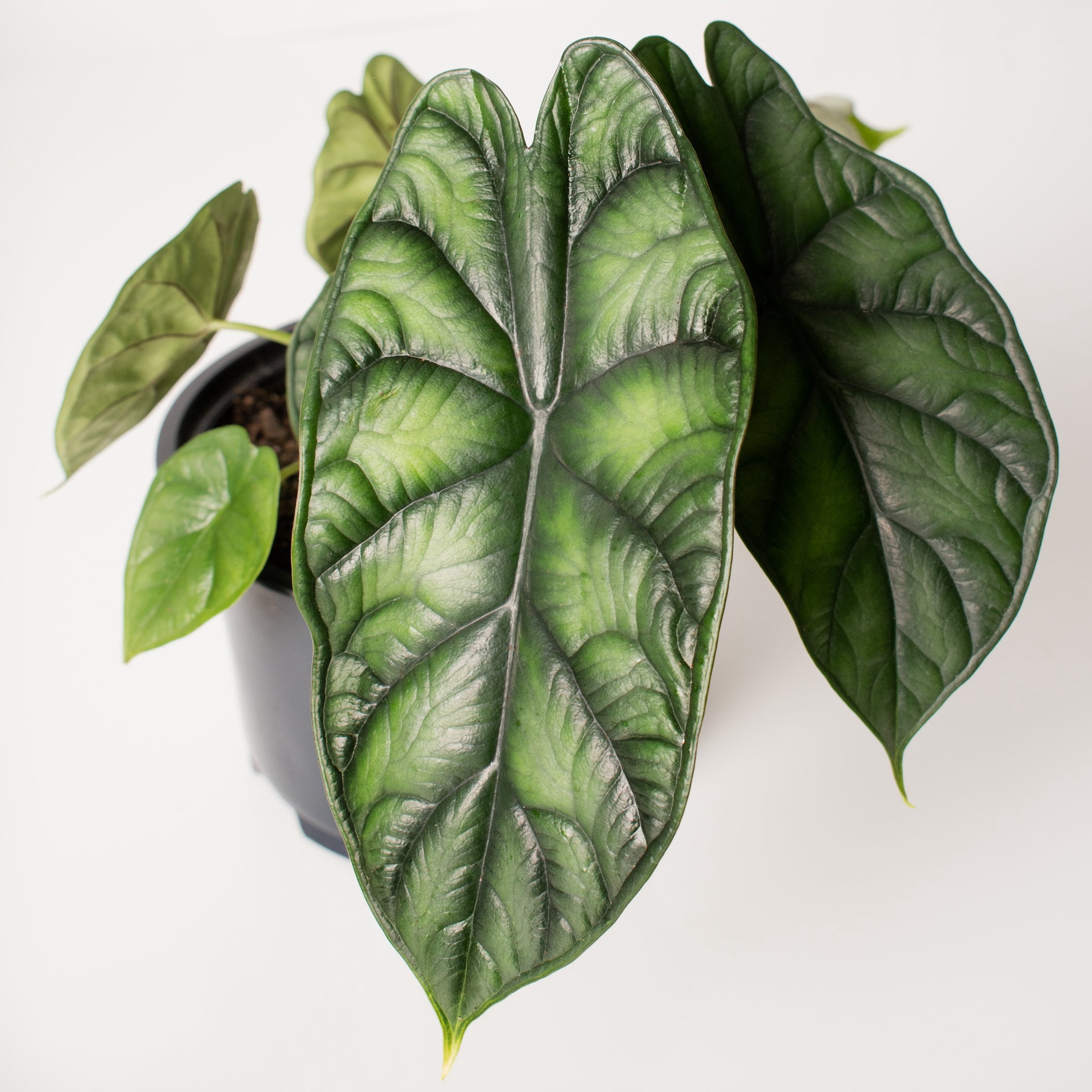 6 in. Alocasia Dragon Scale Plant in Grower Container