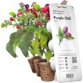thumbnail image 1 of SHIQI-Smart Garden Purple Chili Plant Pods, 3-Pack, 1 of 4