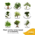 thumbnail image 3 of Costa Farms 12" Bonsai Grower's Choice Live House Plants in 5" Grower Pot, 2 (Count), 3 of 10