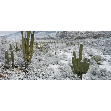 Cactus Bits - Saguaro Cactus in a desert after snowstorm Tucson Arizona USA Stretched Canvas - Panoramic Images (36 x 12)