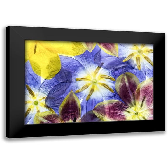 Disher, Mandy 18x13 Black Modern Framed Museum Art Print Titled - Tulips