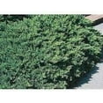 thumbnail image 4 of San Jose Juniper - 10 Live Plants - Juniperus Chinensis - Drought Tolerant Cold Hardy Evergreen Ground Cover, 4 of 7