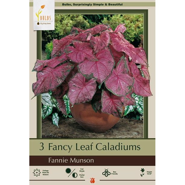 Fancy Fannie Munson Caladium 3 Bulbs Bright Pink/Crimson 1 Size