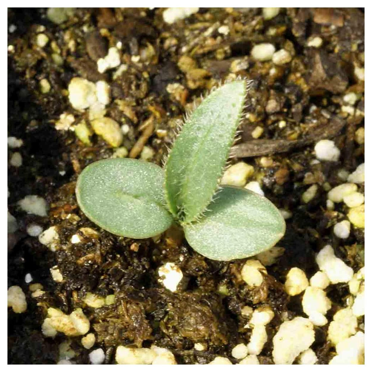 Everwilde Farms - 1 lb Narrow Leaf Purple Coneflower Native Wildflower Seeds - Gold Vault Bulk Seed Packet