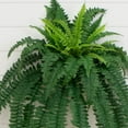thumbnail image 4 of Nearly Natural 35" Boston Fern Artificial Plant (Set of 2), Plastic, Green, 4 of 6