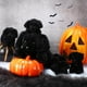 thumbnail image 4 of Peluche Skylety Dog Labrador con bebés en el interior, 5 unidades, 4 of 6