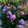 thumbnail image 3 of Peony, Low Maintenance - Easy Grow - Ideal for Beds Borders, Plant Pots & Planters, 3 of 6