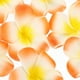 thumbnail image 5 of 12 pinzas para el pelo con flores hawaianas, pinzas para el pelo con flores de plumeria, pinzas decorativas para el pelo para mujer, 5 of 7