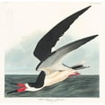 thumbnail image 3 of Audubon, John James 12x12 Black Modern Framed Museum Art Print Titled - Black Skimmer, 3 of 5