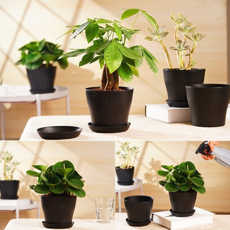 elephant ears plant in pot Alocasia Jacklyn Elephant Ear House Plant 6cm Pot  Plants For All Seasons