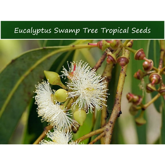 Tropical SEEDS - Swamp Mahogany- 40 Seeds -Rare Seed for Tropical Gardening or Bonsai - Eucalyptus robusta=Serendipity Seeds