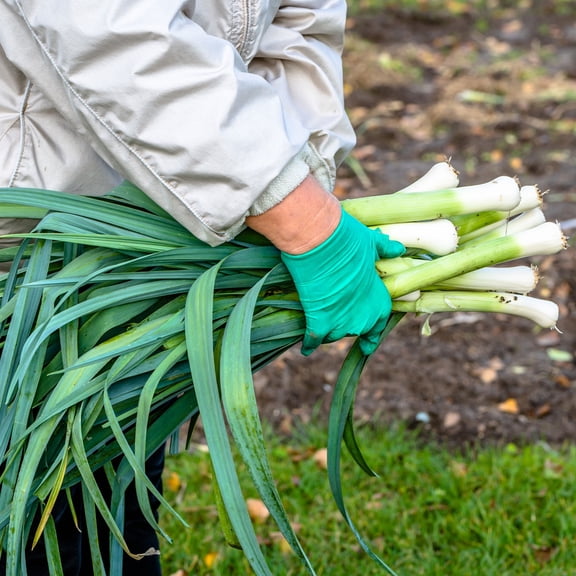 Leek Seeds - Carentan - 1.5 g Packet ~475 Seeds - Allium porrum - Farm & Garden Vegetable Gardening & Microgreens Seeds - Non-GMO, Heirloom, Open Pollinated, Annual