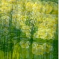 thumbnail image 2 of Jaynes Gallery 12x12 White Modern Wood Framed Museum Art Print Titled - Yellow and green floral abstract, 2 of 4