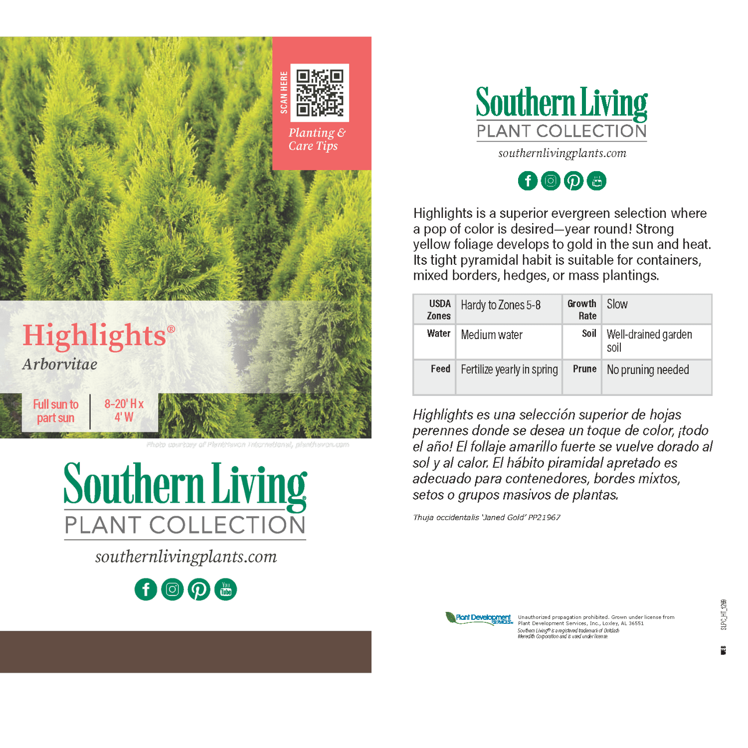 2.5 qt. Highlights Arborvitae (Thuja) Live Conifer Evergreen Tree, Yellow and Green Foliage