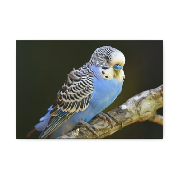 Majestic Budgie Art Majestic Budgie Print Animal Wall Art Wildlife Canvas Prints Wall Art Ready to Hang Unframed