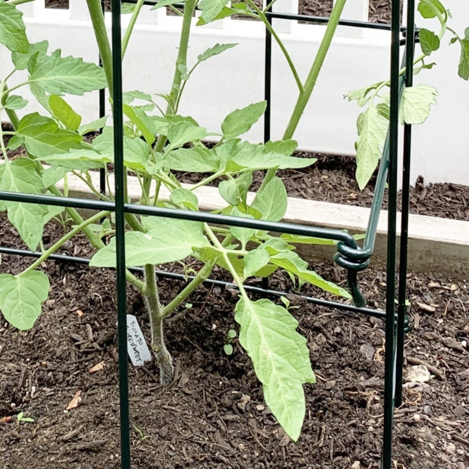 Ferry-Morse 4-Piece Multi-Use Tomato Cage & Trellis Garden Tomato Cages Plant Support Square Pole, Heavy Duty Steel Plant Tower Stakes