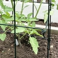 thumbnail image 4 of Ferry-Morse 4-Piece Multi-Use Tomato Cage & Trellis Garden Tomato Cages Plant Support Square Pole, Heavy Duty Steel Plant Tower Stakes, 4 of 6