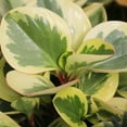 thumbnail image 3 of Peperomia Golden Gate - 5 Live Plants in 4 Inch Growers Pots - Peperomia Obtusifolia - Rare and Elegant Indoor Houseplant, 3 of 7